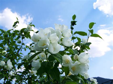 茉莉花畫|超过 60000 张关于“茉莉花 画”和“茉莉花”的免费图片